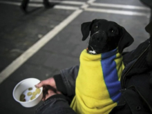 Нищие пенсионеры и богатые чиновники: Украина продолжает скатываться в социальную бездну