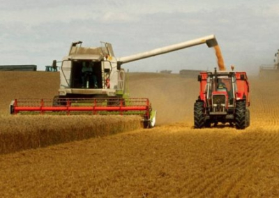 Сорванная посевная и «Гетманский» батон: на Украине ожидается довольно низкий урожай зерновых