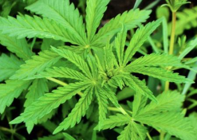 От Зеленского требуют протолкнуть закон о легализации наркотиков