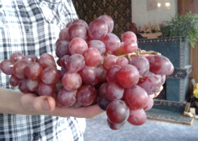 Чтобы достичь уровня СССР, крымских виноградников должно быть в шесть раз больше