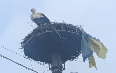 На Украине ликование: в гнезде аиста нашли рваный украинский флаг