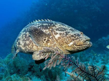 Крым гадает, кто поселился в Чёрном море. За поимку объявлена награда