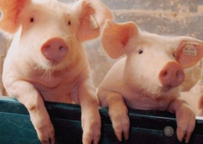 Дожили! Импорт свинины на Украину превысил экспорт в 10 раз