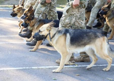 В параде к 30-летию Независимости Украины впервые примут участие собаки — ищейки наркотиков