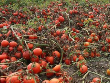 Херсонские фермеры выкидывают на свалку помидоры. Банкротами стали уже 80 процентов хозяйств