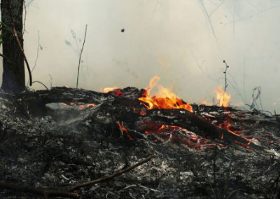 Власти скрывают реальный масштаб пожаров в рязанских лесах