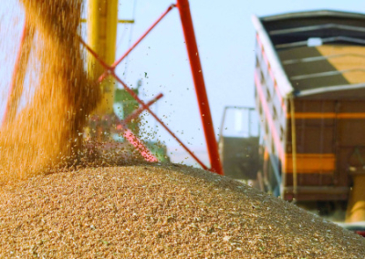 Запорожцы намереваются поставлять зерно в Китай